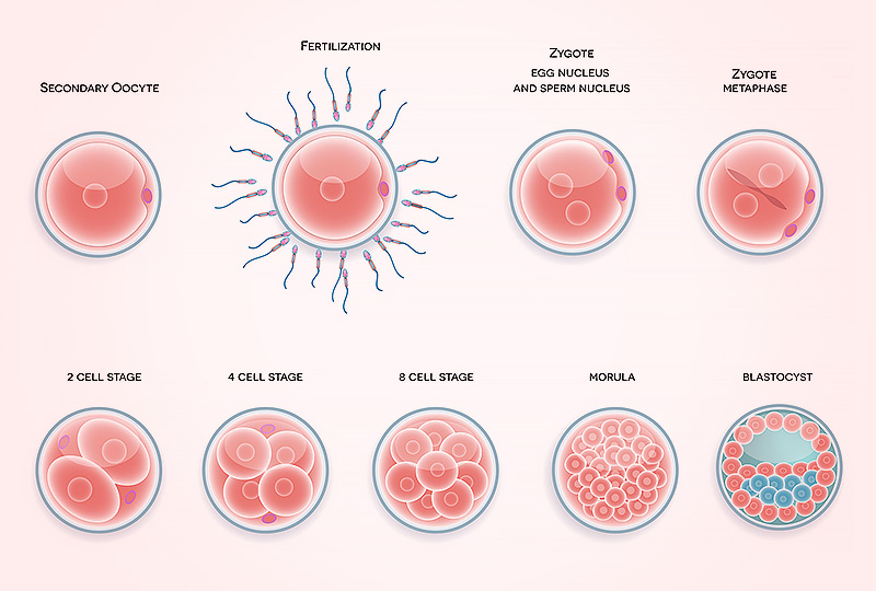 Patient-Friendly Approach to Artificial Insemination and In Vitro Fertilization (IVF) Procedures